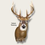 Whitetail Deer