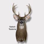 Whitetail Deer
