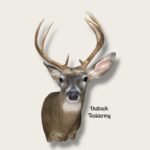 Whitetail Deer