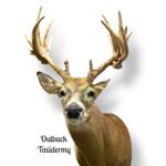Whitetail Deer