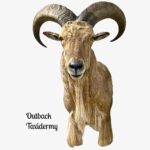 Aoudad