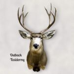 Mule Deer