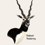 Black Buck Antelope