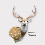 Axis Deer