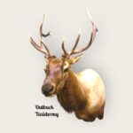 Bull Elk
