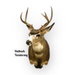 Blacktail Deer