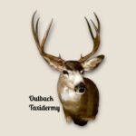 Mule Deer