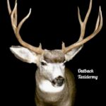 Mule Deer