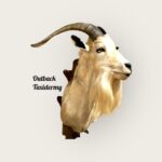 Spanish Goat