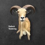 Aoudad