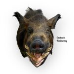 Wild Boar