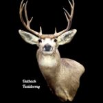 Mule Deer