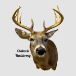 Whitetail Deer