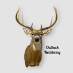 Whitetail Deer