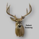Whitetail Deer