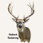 Whitetail Deer