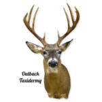 Whitetail Deer