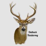 Whitetail Deer