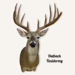Whitetail Deer