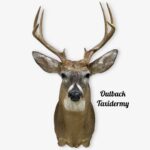 Whitetail Deer
