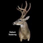 Whitetail Deer