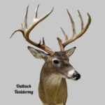 Whitetail Deer