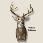 Whitetail Deer