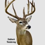 Whitetail Deer