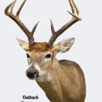 Whitetail Deer