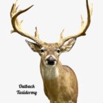 Whitetail Deer