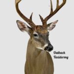 Whitetail Deer