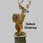 Whitetail Deer
