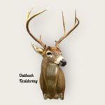 Whitetail Deer