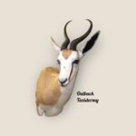 Springbok