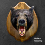 Black Bear Head Mount