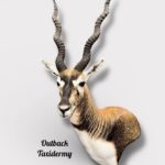 Black Buck Antelope