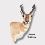 Pronghorn Antelope