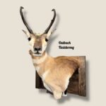 Pronghorn Antelope