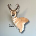 Pronghorn Antelope