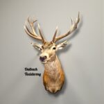 Red Deer
