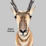 Pronghorn Antelope