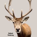 Red Deer