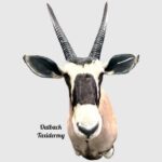 Gemsbok