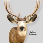 Mule Deer