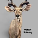 Greater Kudu